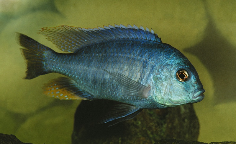Chilotilapia rhoadesii